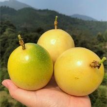 钦蜜9号黄金百香果架网-钦蜜9号黄金百香果的土地条件